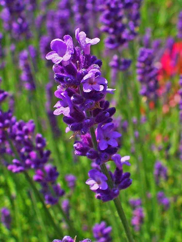Miniatura 6 de Planta de lavanda inglesa Hierbas no transgénicas para plantar