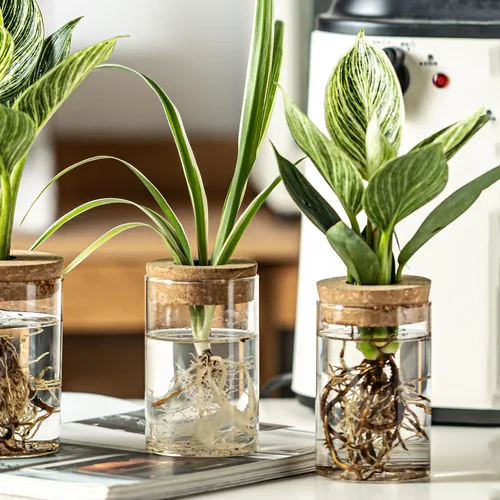 Miniatura 3 de Juego de 6 estaciones de propagación de plantas de vidrio, moderno jarrón de flores de escritorio para esquejes de suculentas, decoración de oficina