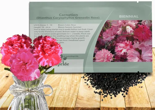 Miniatura 12 de Outsidepride Semillas de clavel magenta – 2000 piezas de semillas de flores perennes, fáciles de cultivar para plantar con flores fragantes, ideales