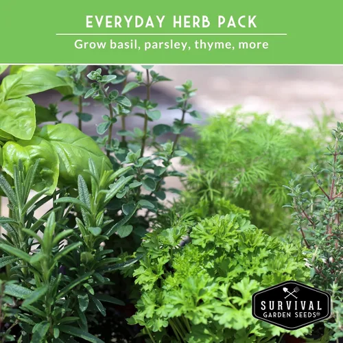 Miniatura 5 de Survival Garden Seeds Culinary Herb Collection - Bóveda de semillas de perejil rizado, cilantro, albahaca, cebollino, tomillo, semillas de reliquia