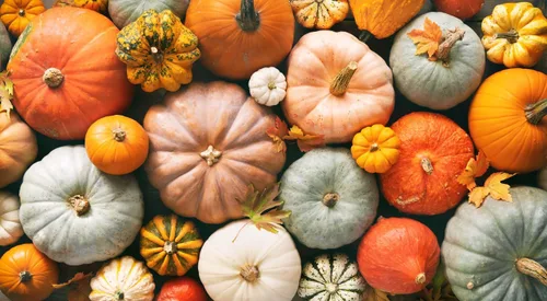 Miniatura 3 de Semillas de calabaza de lujo de invierno, reliquia, textura sedosa de reliquia para un pastel perfecto. Esta maravillosa calabaza pequeña tiene una