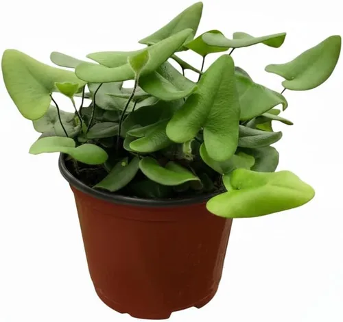 Miniatura 17 de Árbol de dinero trenzado de tocón de Pachira (4 pulgadas), plantas de interior de la suerte, plantas de interior decorativas únicas de 4/6 pulgadas