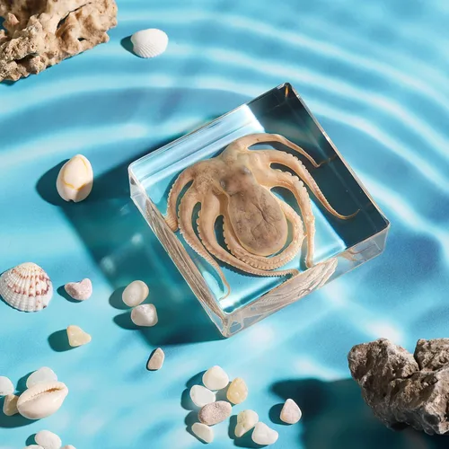 Miniatura 7 de Pulpo de taxidermia, especímenes de pulpo real, espécimen de animales en resina para educación científica en el aula, gran regalo para fanáticos