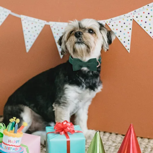 Miniatura 4 de Collares Verdes para Perros Pequeños, Lindo Collar de Pana para Perro con Corbatín, Hebilla de Metal de Seguridad, Collares Ajustables