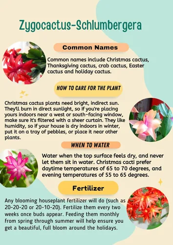 Miniatura 4 de Planta viva de cactus de Navidad blanca de 4 pulgadas. Fácil de cultivar y cuidar, csctus navideño. Blanco