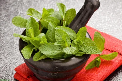 Miniatura 3 de Semillas Menta Menta Mentha Hierbas Medicinales Jardín para Plantar No GMO 1000 Semillas