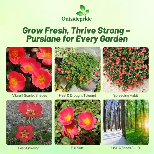 Miniatura 2 de Outsidepride Semillas de verdolaga escarlata para plantar, 50 unidades anuales, fáciles de cultivar, ricas en vitaminas y tolerantes a la sequía