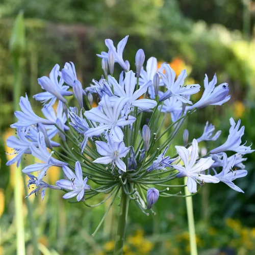 Miniatura 4 de Agapanthus Africanus Lily of the Nile Planta de tamaño grande de 1 galón Hierba de cobertura vegetal con floración de bajo mantenimiento