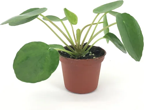 Miniatura 3 de Juego de 2 plantas Pilea peperomioides (maceta de 2 pulgadas) (planta de dinero chino/planta de panqueques/planta OVNI)