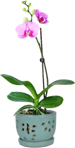 Miniatura 9 de W&W Maceta de orquídeas con agujeros y platillo para trasplantar, azul, 6.5 pulgadas