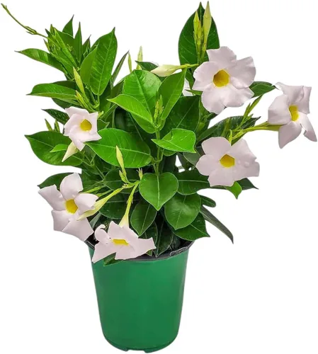 Tropical Plants of Florida - Arbusto blanco de Dipladenia - Altura total de 14 pulgadas - Maceta de 6 pulgadas (1 galón) (solo planta)