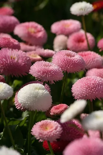 Miniatura 4 de Semillas English Daisy Pompon Double Mix (Marguerite Bellis perennis) Flores perennes cortadas al aire libre para plantar jardines