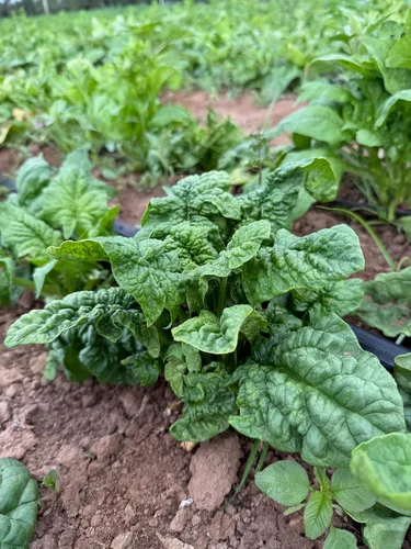Miniatura 4 de Plant Good Seed Semillas orgánicas de espinaca Bloomsdale de larga duración, paquete de 300, semillas tradicionales para plantar verduras