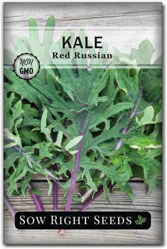 Sow Right Seeds - Semillas rojas de col rizada rusa para plantar - Paquete de reliquia sin OMG con instrucciones para plantar un huerto casero -