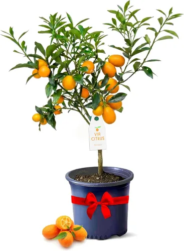 Miniatura 8 de Calamondin Tree - Plantas vivas para exteriores de 18 a 22 pulgadas de alto, árboles frutales de interior enanos, plantas vivas que no se pueden
