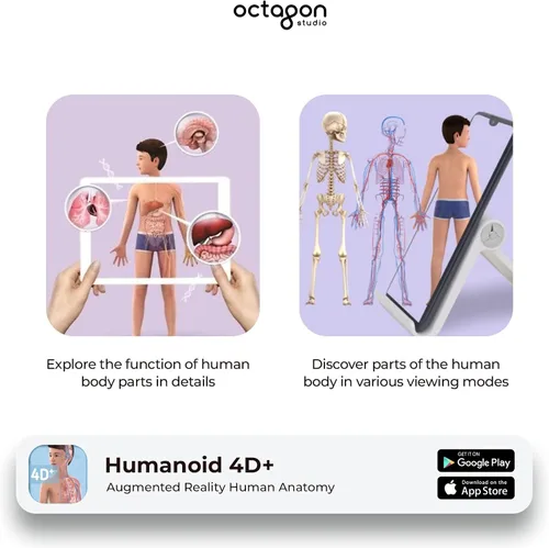 Miniatura 5 de Octagon Studio Tarjetas 4D humanoides para aprendizaje STEM en casa