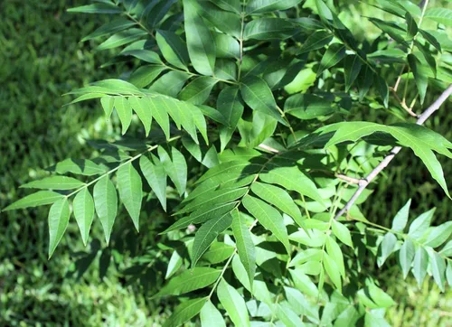 10 semillas ornamentales de pistacho rápido y fácil de cultivar, el color brillante es una opción perfecta para bonsái popular, para césped, sombra