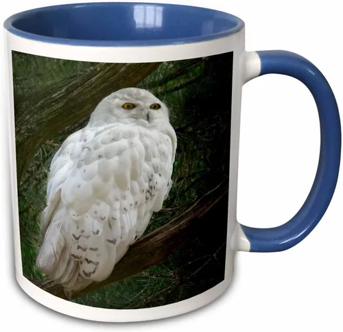 Miniatura 8 de 3dRose mug_154800_4 - Taza con diseño de búho blanco nieve posado en una rama contra un fondo verde, 11 onzas, color negro
