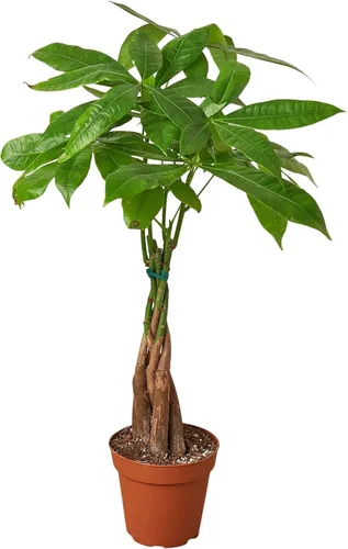 Miniatura 25 de Planta de serpiente Laurentii Sansevieria Trifasciata Planta viva para interior Diferentes plantas de interior en maceta de 4 y 6 pulgadas