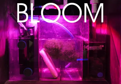 Miniatura 5 de Kessil Luz LED de cultivo de refugio de flora de atún H160