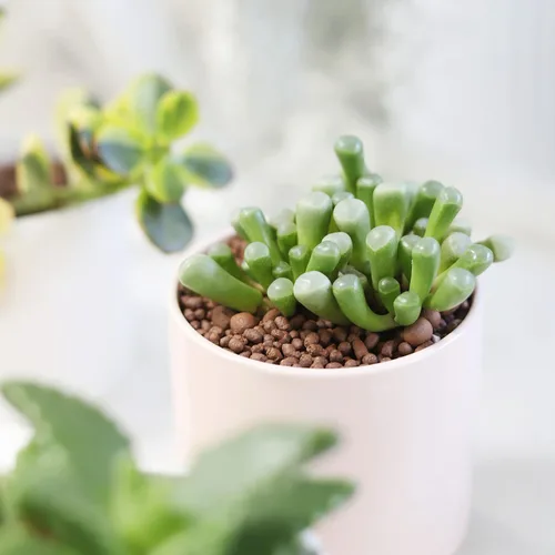 Miniatura 9 de Baby Toes Fenestraria Aurantiaca Succulent (maceta de plástico de 2 pulgadas) Suculenta rara para ideas de regalo