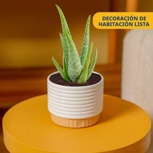 Miniatura 2 de Costa Farms Planta viva de aloe vera en maceta decorativa, fácil de mantener, suculenta purificadora de aire, decoración del hogar, habitación u