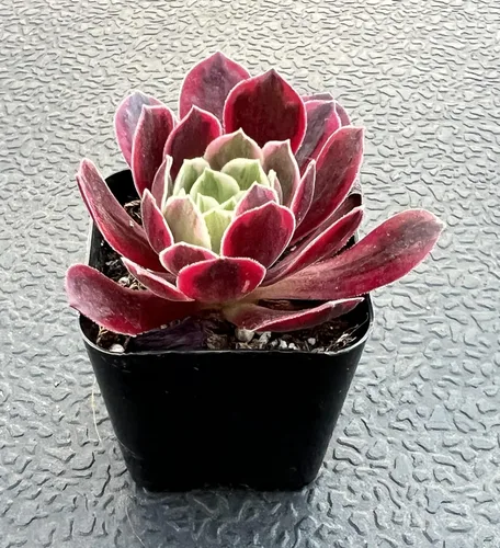 Miniatura 3 de Sprout N Green Aeonium - Vestido de novia blanco, maceta viva rara suculenta en maceta de 2 pulgadas, planta de casa real para recuerdos de fiesta