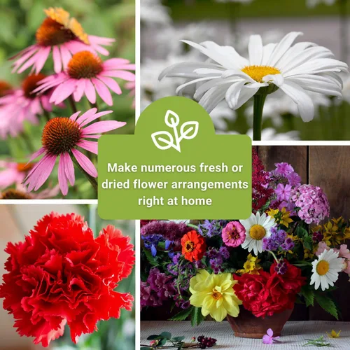 Miniatura 5 de Sow Right Seeds - Gran colección de semillas de flores para plantar - Zinnias, girasoles, margaritas, cosmos, claveles, stock y más - Atraen a