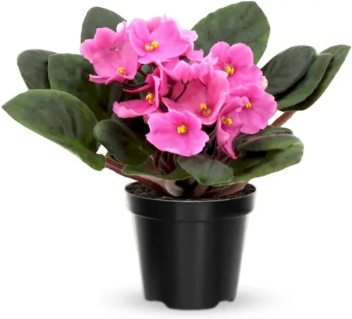 Violetas africanas vivas, plantas de violeta africana, plantas vivas de interior, 4 en maceta, de 4 a 6 pulgadas de largo (rosa)