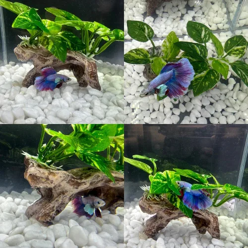 Miniatura 7 de Decoraciones de pecera, adornos de decoración de acuario, almohadilla de hoja de seda Betta, hamaca artificial de madera flotante, cueva de peces