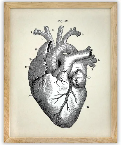 Miniatura 10 de Anatomical Heart - Impresión artística de anatomía sin marco de 11 x 14 pulgadas, póster de anatomía vintage para médicos, enfermeras, estudiantes