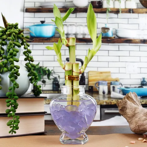 Miniatura 2 de Juego de tres arreglos de bambú de la suerte de 3 tallos – 6 pulgadas de bambú de la suerte plantas de interior para decoración del hogar