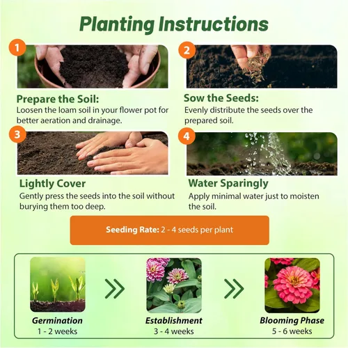 Miniatura 4 de Outsidepride - Zinnia, 100 semillas anuales, Marylandica Zahara Double Raspberry Ripple, flores para plantar, color frambuesa