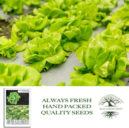 Miniatura 4 de Semillas de lechuga Tom Thumb Butterhead (Lactuca sativa) – Más de 1000 semillas tradicionales sin OMG de Isla's Garden Seeds, variedad compacta