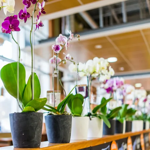Miniatura 5 de Estacas para Plantas, Palos para Plantas 20 PCS Estacas de Soporte Acrílico Transparente para Plantas, 16 Pulgadas Estacas de Orquídea de Tallo