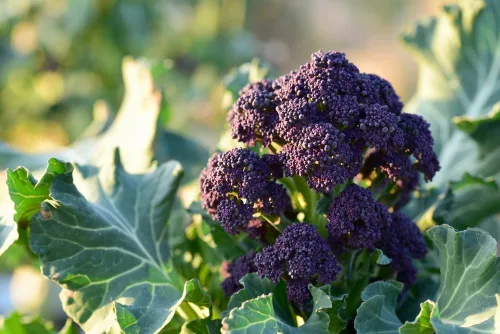 Semillas de brócoli que brotan moradas, más de 500 semillas tradicionales por paquete, semillas de jardín de Isla (semillas de jardín de Isla),