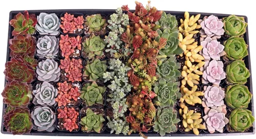 Mountain Crest Gardens Paquete a granel de suculentas surtidas, 50 plantas vivas en macetas de 2 pulgadas, suculentas reales para interiores y