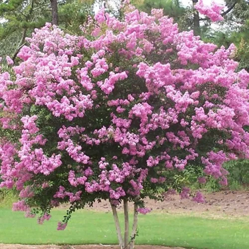 Miniatura 3 de TriStar Plants - Crape Myrtle - Rapsodia en rosa, lagerstroemia índica, maceta comercial de 1 galón, mirto rosa crespo, flores de verano, árbol