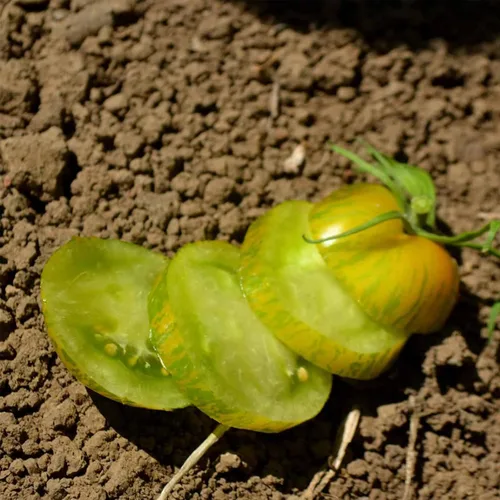 Semillas de tomate de cebra verde orgánica ~ 25 semillas – Semillas orgánicas, reliquia, polinización abierta, sin OMG, jardinería de hierbas
