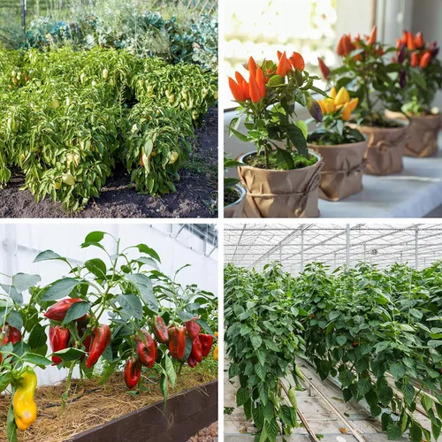Miniatura 6 de Más de 600 semillas de pimiento, semillas de vegetales autóctonas para plantar interior y exterior, kit de jardín con 10 variedades de semillas