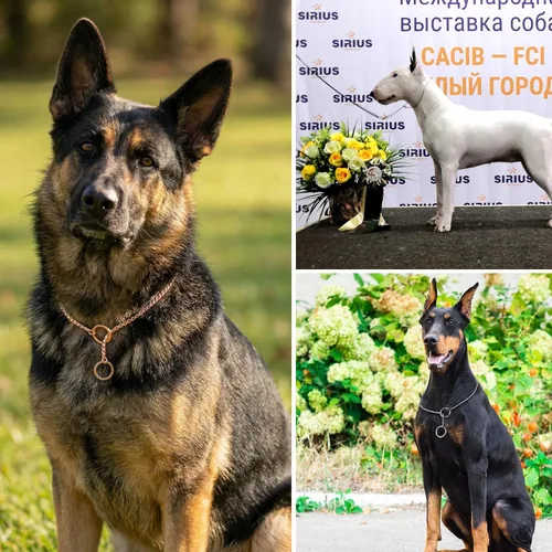 Miniatura 2 de Collar de estrangulador para perro resistente con cadena en P, collar de serpiente, antioxidante, collares de entrenamiento para perros pequeños