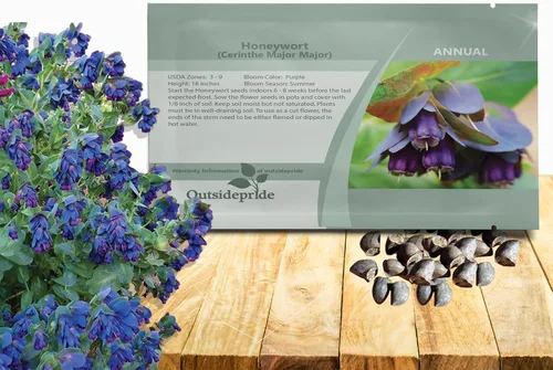 Outsidepride Cerinthe Major Honeywort Semillas – 50 unidades. Semillas anuales, autosiembradas y fáciles de cultivar, semillas de flores para