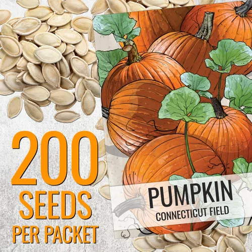 Miniatura 3 de Seed Needs Connecticut - Semillas de calabaza de campo para plantar 1 onza Cucurbita Pepo Heirloom semillas vegetales sin OGM Calabaza favorita
