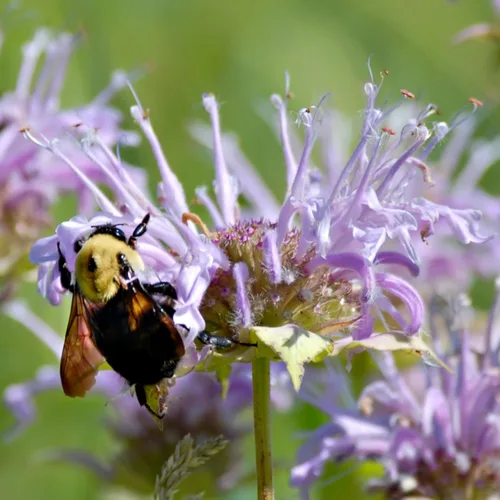 Miniatura 2 de Seed Needs Semillas de bálsamo de abeja para plantar bergamota silvestre, reliquia y flores perennes de polinización abierta para cultivar un jardín