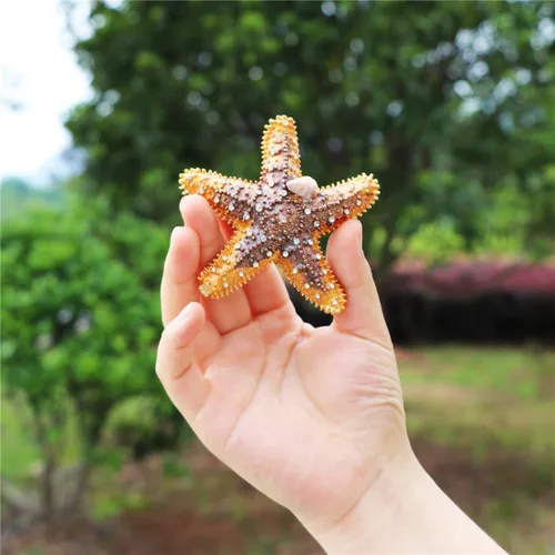 Miniatura 3 de Vals F estrella de mar Joyero con bisagras anillo con soporte pintado a mano figura coleccionable