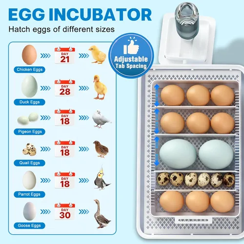 Miniatura 2 de Incubadoras para incubar huevos de 15 a 35 huevos con giro automático de huevos y pantalla de temperatura ℉ Incubadora LED de aves de corral