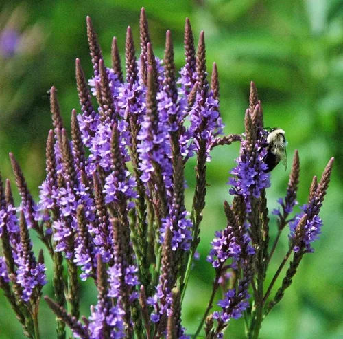 Miniatura 4 de Planta de verbena azul, hierba de verbena en maceta 4 inc. para plantar al aire libre en interiores de tu jardín