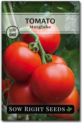 Sow Right Seeds - Semillas de tomate Marglobe para plantar - Paquete de reliquia sin OMG con instrucciones para plantar y cultivar un huerto casero