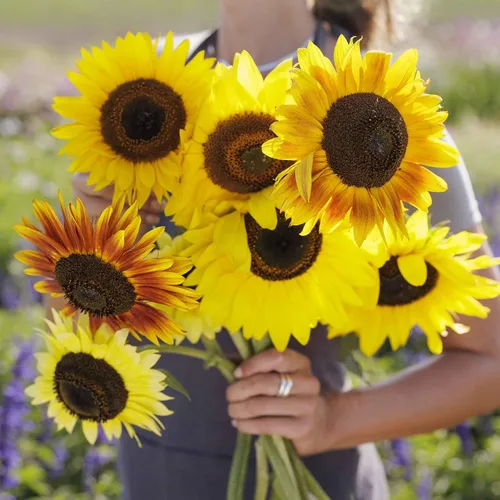 Miniatura 44 de Eden Brothers Semillas de girasol - Autumn Beauty