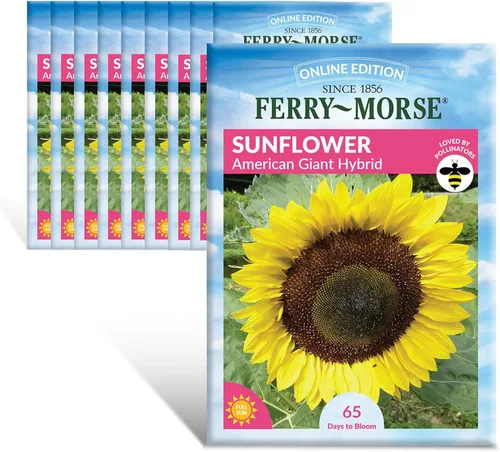 Miniatura 21 de Ferry-Morse Online Edition Tomato Supersweet 100 semillas híbridas – Alta tasa de germinación, sin OGM – Paquete de 8 Tomato Supersweet 100 Hybrid